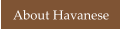 About Havanese